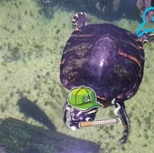 Meet your Posher, Brent